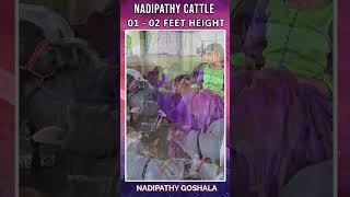 Nadipathy Micro Miniature cows viral shorts trendingshorts miniature nadipathygoshala hindi [upl. by Neitsirk]