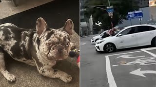 Arrest made in DTLA dognapping that left owner clinging to car [upl. by Eceinahs]