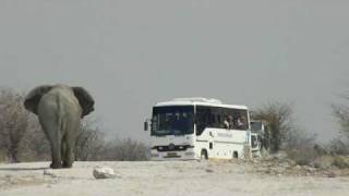 Elephant chasing tourist vehicles [upl. by Jerrie687]