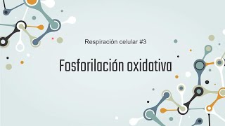 Fosforilación oxidativa paso a paso Respiración celular No 3 [upl. by Suedaht821]