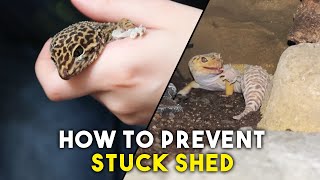 Everything You Need To Know About Skin Shedding  Leopard Gecko [upl. by Faria]