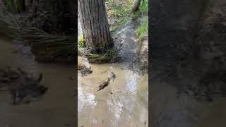 A clear stream in the New Jersey Pine Barrens [upl. by Elrebma]