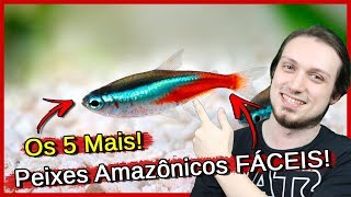 Os 5 Peixe Amazônicos mais FÁCEIS para AQUÁRIO [upl. by Sined]