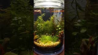 Walstad jar plants pearling [upl. by Raouf]