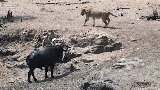 A wide shot of a Cape buffalo bull chasing two lionesses Kruger National Park [upl. by Criswell]