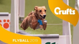 Closest Flyball Final Ever Aces vs Focus  Crufts 2019 [upl. by Hannan]