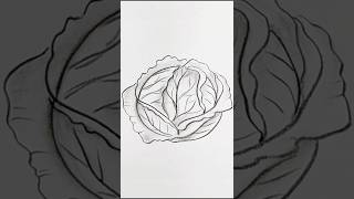 Easy pencil sketch  Vegetable drawing  Cabbage drawing pencilsketch shorts [upl. by Godart]