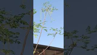 Moringa plant ❤️ gardenvlog youtubeshorts gardenshorts tranding viralvideo plants shorts [upl. by Ingaberg]