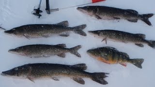 Bait Fishing 68  Tip Up Ice Fishing for Chain Pickerel with Shiners [upl. by Middendorf]