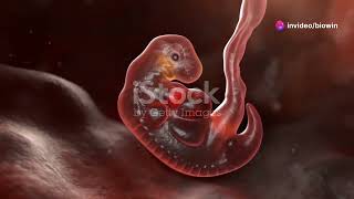 3D Model of Human Embryonic Develop  NEET  By Nagavelli Prasad [upl. by Raynata]