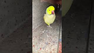 Bolne wala tota 😯trending parrotcomedy viralvideo shortvideo [upl. by Ashlan]