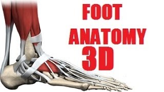 Foot Muscles Anatomy part 22 [upl. by Anen]