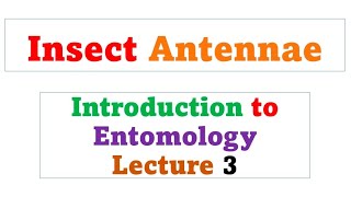 Insect antennae  Lecture 3 [upl. by Haziza975]