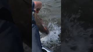 Skein Fishing King Salmon in Downtown Milwaukee WI no net [upl. by Scholem]