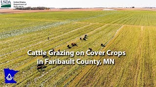 Cattle Grazing on Cover Crops in Faribault County MN [upl. by Camellia857]