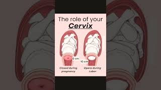 The role of cervix cervixreels biology medicalnursing [upl. by Rosalba]