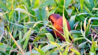 黑頭文鳥吃草籽華江雁鴨公園 [upl. by Enoek564]