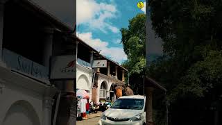 kandy tourism sri lanka [upl. by Llieno]