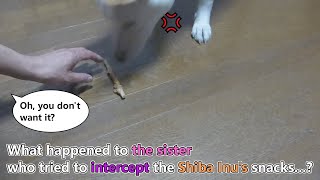 White Shiba Inu：What happened to the sister who tried to intercept the Shiba Inus snacks？ [upl. by Lareena]