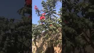 شجرة التوليب الأفريقية Spathodea campanulata [upl. by Waverly]