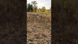 St vrain River wild turkeys [upl. by Guimond]