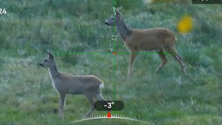 Roe deer Hunting in Norway rådyrjakt [upl. by Doraj]