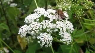 Ground Elder Aegopodium Podagraria  20120616 [upl. by Oicneserc595]