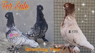 Oriental frill  Blondenet pigeon Adana dewlap for sale 7417198806 [upl. by Waligore]