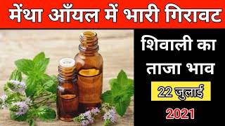 Mentha Rate Today  मेंथा का आज का ताजा रेट  Mentha Oil Rate [upl. by Nytnerb234]