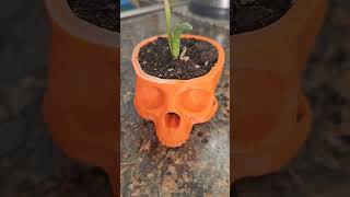 Aloe Mohawk skull planter 💀 [upl. by Asare]