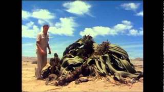 Welwitschia of the Namib desert is truly a bizarre plant a living fossil [upl. by Ettennod]