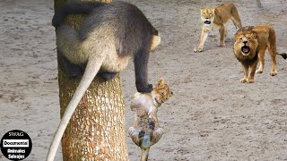 Horrorizado Los Babuinos Secuestran A Cachorros De León Y ¿Qué Pasa Después  Animales Salvajes [upl. by Jensen335]