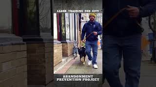 Leash Training Tips for Dog Owners in the city [upl. by Abla]