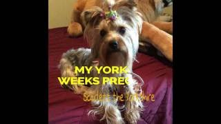 My Yorkie Scarlett 7 weeks pregnant [upl. by Ednutey]