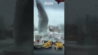 Flock of seagulls hilarious attempt to grab chips through a car windscreen [upl. by Amorete674]