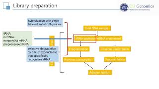 RNA Seq Principle and Workflow of RNA Sequencing [upl. by Rhys]