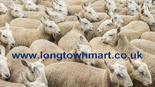 Longtown Mart Cheviot Mule Ewe Lamb and Gimmer Shearling Show and Sale  23816 [upl. by Negam449]