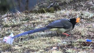 Yellowbilled Blue Magpie in Bhutan [upl. by Bohman235]