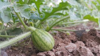 como está meu plantio de melancia abóbora pepino maxixes [upl. by Alram27]