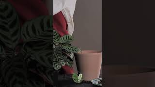 Adding Soil for Transplanting My Ctenanthe BurleMarxii 🌱  ASMR Plant Care asmr houseplants [upl. by Flemming574]