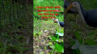 ডাহুক পাখি ধরার ফাদ তৈরীর পদ্ধতি।How to make Gallinule bird trapdahuk pakhir fadজাংগীফাদshort [upl. by Aivatco]