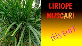 How to care Liriope muscari  Big blue lilyturf [upl. by Zebedee421]