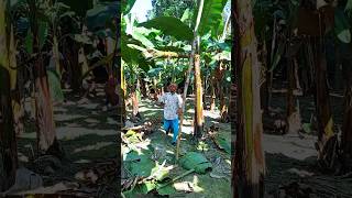 Banana tree cutting Ep 1493 [upl. by Fuller]