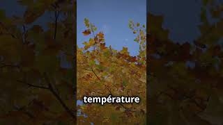 Pourquoi les feuilles changentelles de couleur en automne  🍁🌳 facts science [upl. by Ranee]