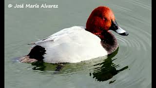 Avifauna acuática serrana los porrones común y moñudo [upl. by Sam]