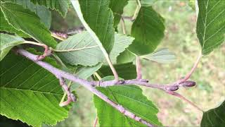 Grey alder  twigs amp buds  August 2019 [upl. by Jacinta]