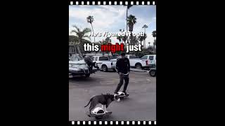 Skateboarding Dog Masters the OneWheeler [upl. by Nivlak]