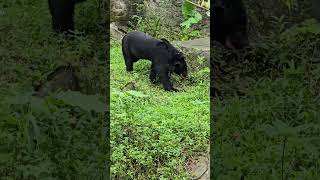 台灣黑熊Formosan Black BearTaipei Zoo [upl. by Bega]