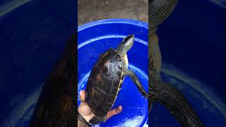 OCADIA SINENSIS JANTAN kurakura kurakuraair turtle jualkurakura pets shorts fyp [upl. by Hijoung372]