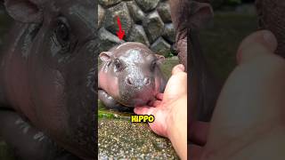 This Adorable Hippo Moo Deng Is More FAMOUS Than Messi 🤩 [upl. by Niatsirt]